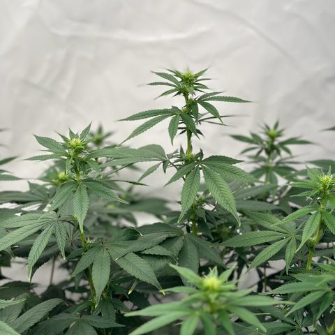 Ayahuasca Purple growlog timeline photo