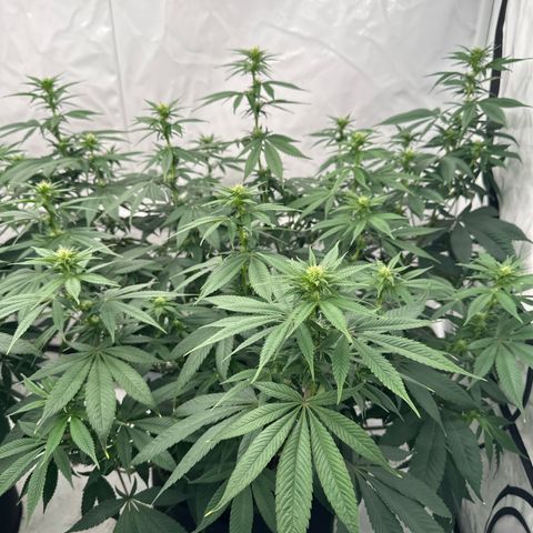 Ayahuasca Purple growlog timeline photo