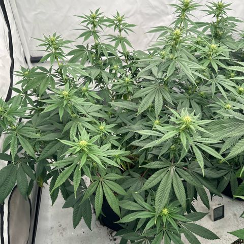 Ayahuasca Purple growlog timeline photo