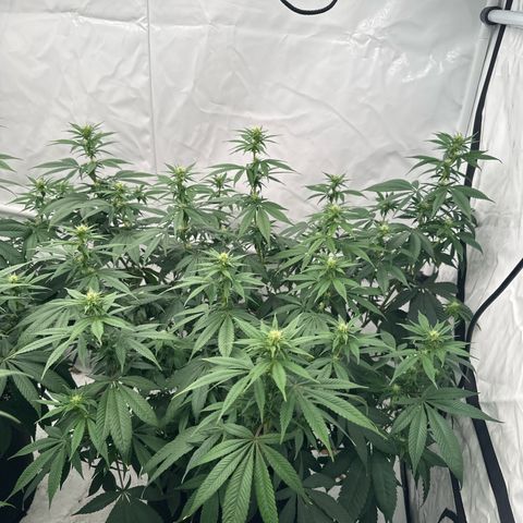 Ayahuasca Purple growlog timeline photo