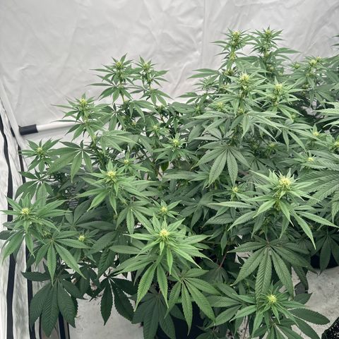 Ayahuasca Purple growlog timeline photo