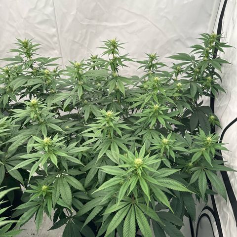 Ayahuasca Purple growlog timeline photo