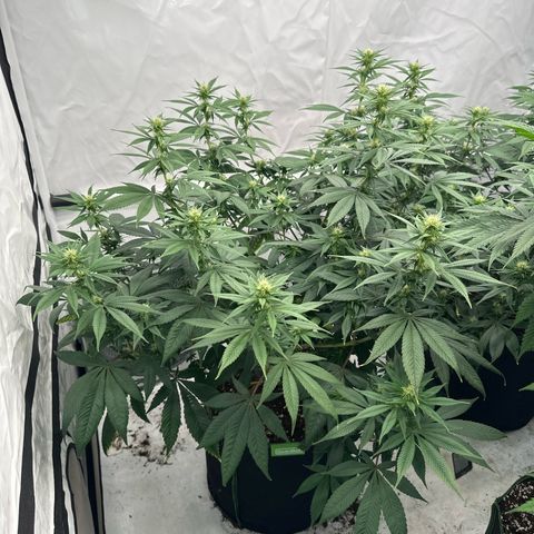 Ayahuasca Purple growlog timeline photo