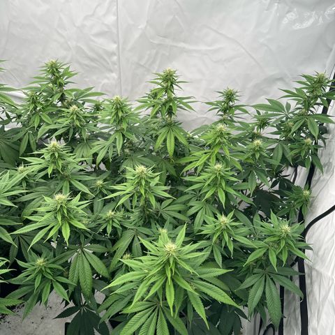 Ayahuasca Purple growlog timeline photo