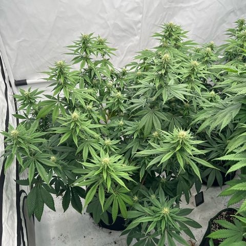 Ayahuasca Purple growlog timeline photo