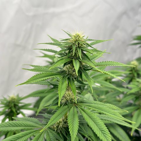 Ayahuasca Purple growlog timeline photo