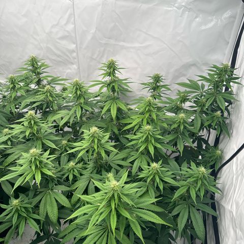 Ayahuasca Purple growlog timeline photo