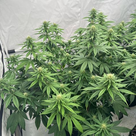 Ayahuasca Purple growlog timeline photo
