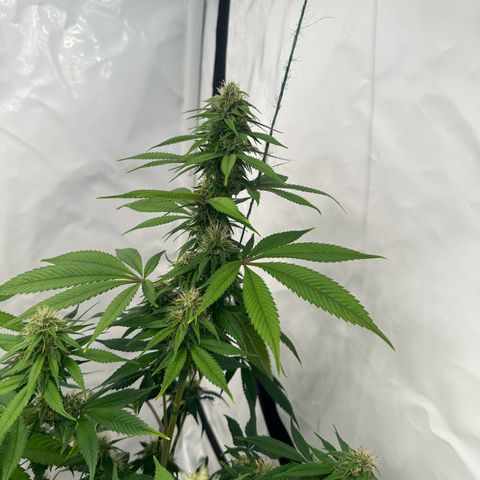 Ayahuasca Purple growlog timeline photo