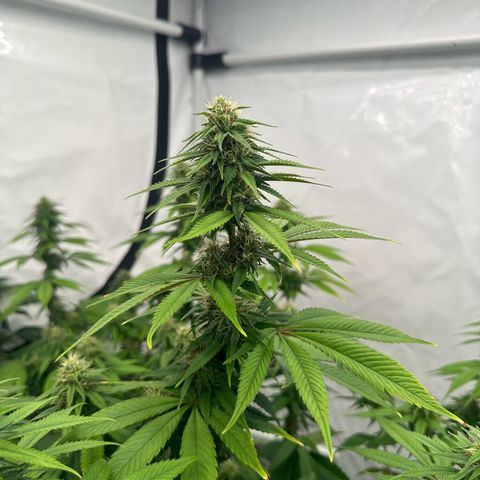 Ayahuasca Purple growlog timeline photo