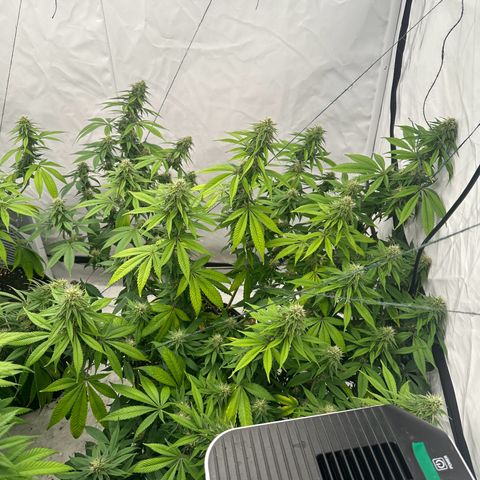 Ayahuasca Purple growlog timeline photo