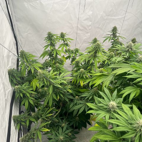 Ayahuasca Purple growlog timeline photo
