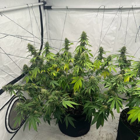 Ayahuasca Purple growlog timeline photo