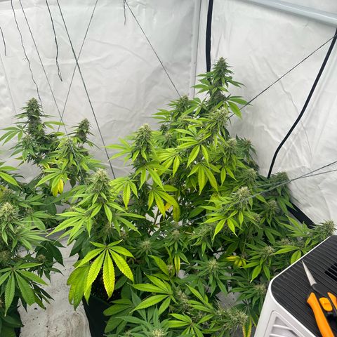 Ayahuasca Purple growlog timeline photo