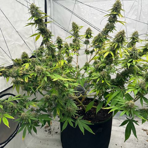 Ayahuasca Purple growlog timeline photo
