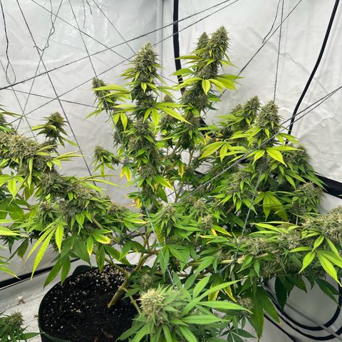 Ayahuasca Purple growlog timeline photo