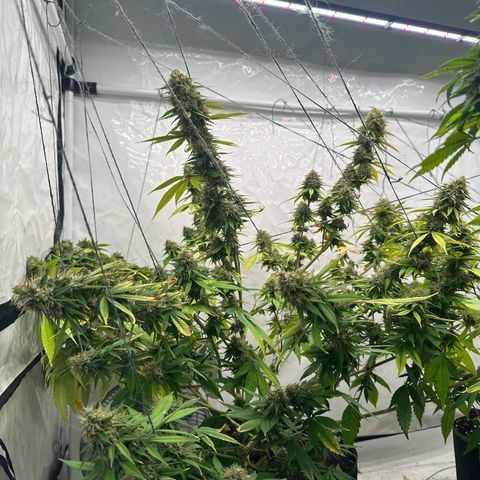 Ayahuasca Purple growlog timeline photo