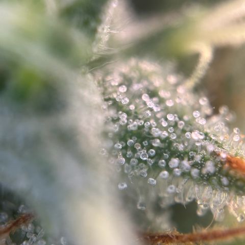 Ayahuasca Purple growlog timeline photo