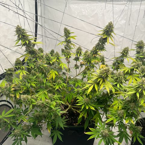 Ayahuasca Purple growlog timeline photo