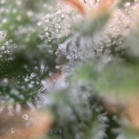 Ayahuasca Purple growlog timeline photo