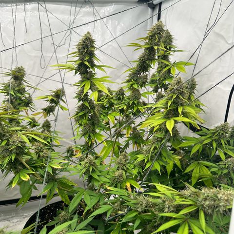 Ayahuasca Purple growlog timeline photo