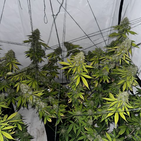 Ayahuasca Purple growlog timeline photo