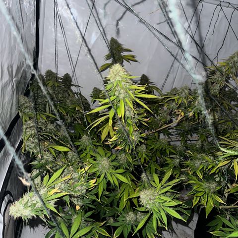 Ayahuasca Purple growlog timeline photo