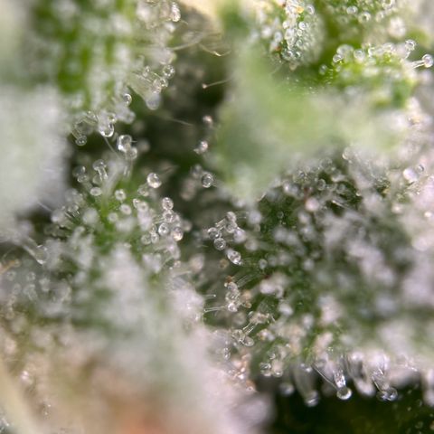 Ayahuasca Purple growlog timeline photo