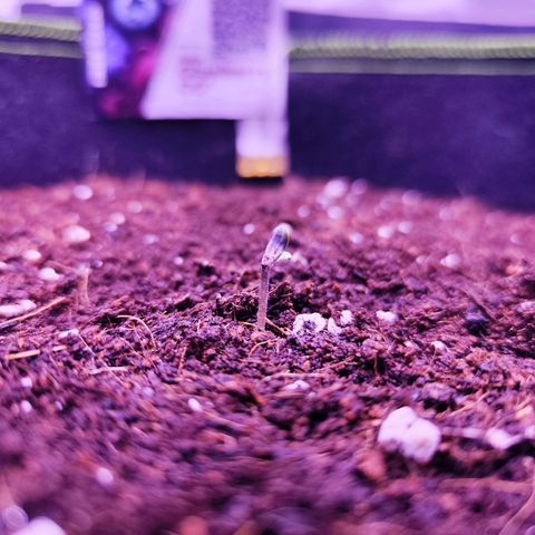 Glueberry OG  growlog photo: Beide Bilder haben einen Unterschied von einer Stunde.
Anscheinend fühlt sie sich wohl und die Nährstoffe sowie die geringen Wassermengen scheinen ihr gut zutun.