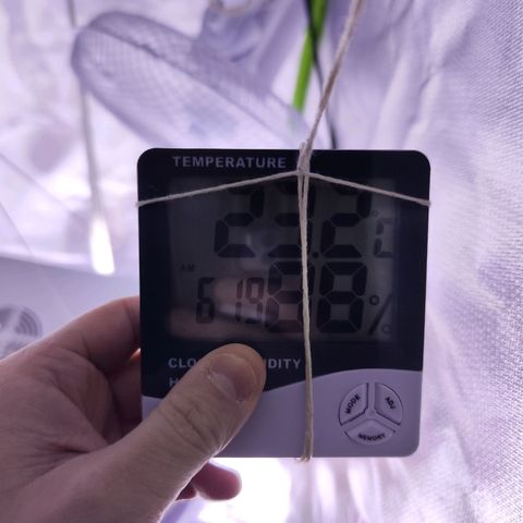 Glueberry OG  growlog timeline photo