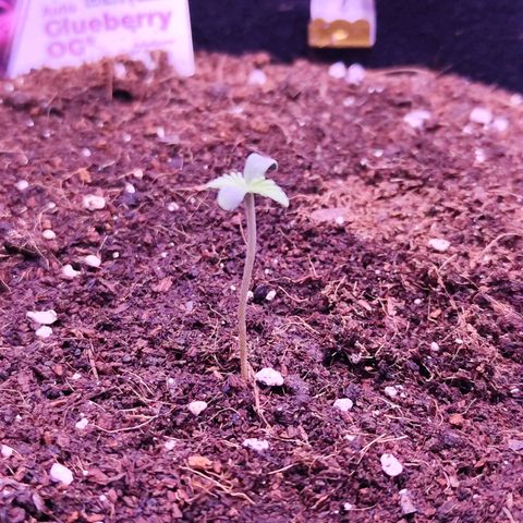 Glueberry OG  growlog timeline photo