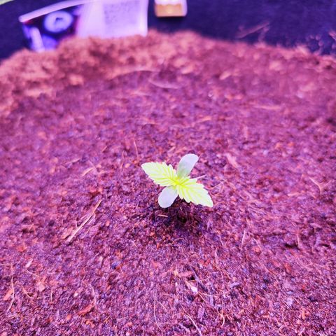 Glueberry OG  growlog timeline photo