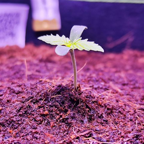 Glueberry OG  growlog timeline photo