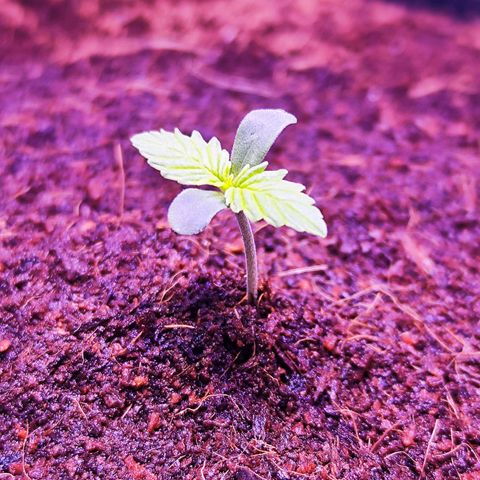 Glueberry OG  growlog timeline photo
