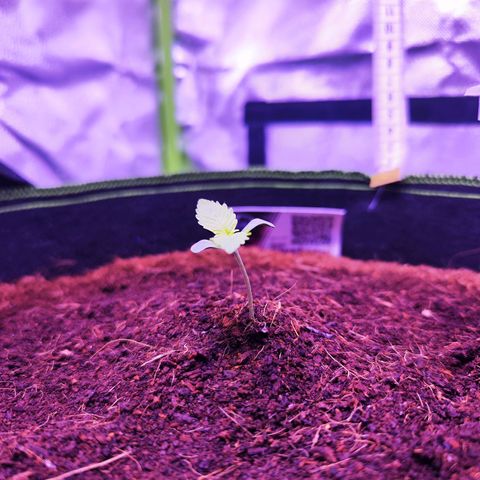 Glueberry OG  growlog timeline photo