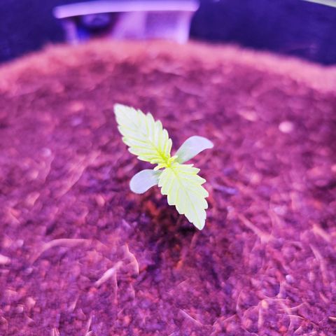 Glueberry OG  growlog timeline photo