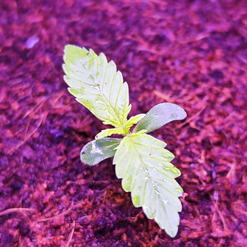 Glueberry OG  growlog timeline photo