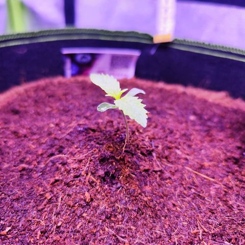 Glueberry OG  growlog timeline photo