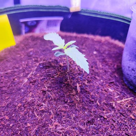 Glueberry OG  growlog timeline photo