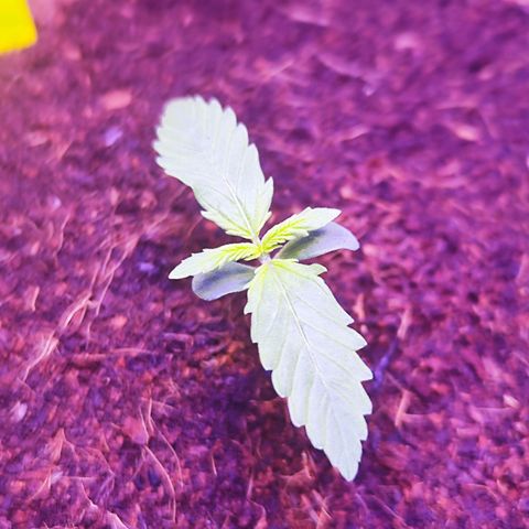 Glueberry OG  growlog timeline photo