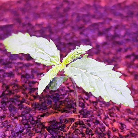 Glueberry OG  growlog timeline photo
