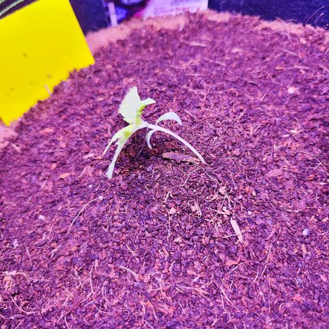Glueberry OG  growlog timeline photo