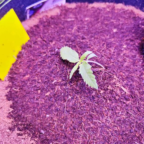 Glueberry OG  growlog timeline photo