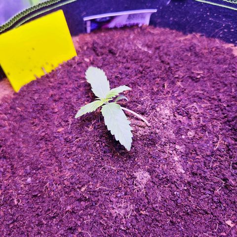 Glueberry OG  growlog timeline photo