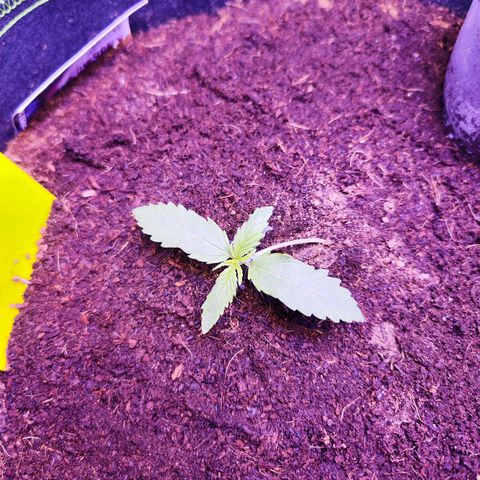 Glueberry OG  growlog timeline photo