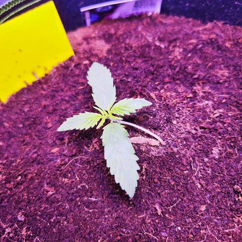 Glueberry OG  growlog timeline photo