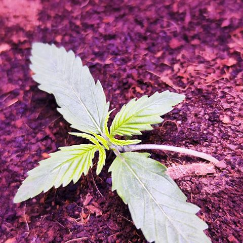 Glueberry OG  growlog timeline photo