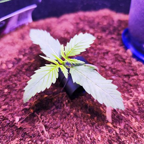 Glueberry OG  growlog timeline photo