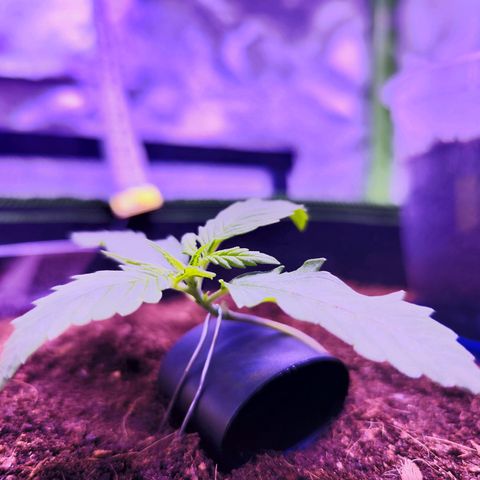 Glueberry OG  growlog timeline photo