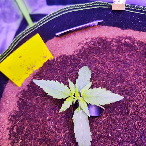 Glueberry OG  growlog timeline photo